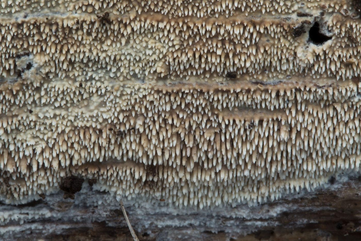 Mycoacia fuscoatra  by Penny Cullington